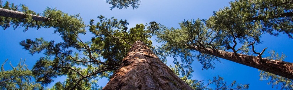 background trees